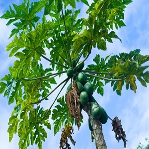 Papaya leaf juice - A homemade Dengue therapy