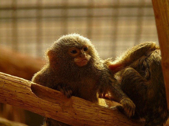 Marmosets can be used as an effective animal model to conduct MERS experiments