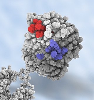 Scientists have developed specific mutations that increase the stability of antibody molecules (Image courtesy: Garvan Institute of Medical Research)