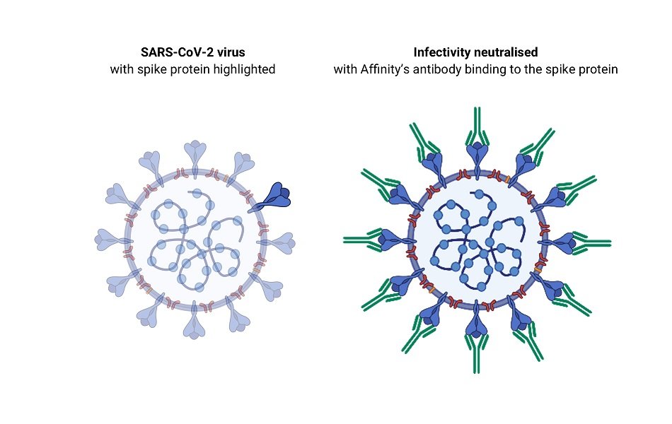 Image Caption: Affinity’s FACS (cell sorter) identifying COVID-19 antibody clones 
