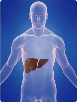 Artificial human liver created from induced pluripotent stem cells