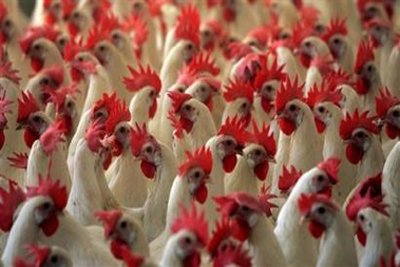 As of April 12, China bird flu has killed 10 and infected 38 humans