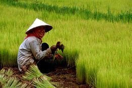 BIOTEC, Thailand, researchers Dr Theerayut Toojinda and Dr Jonaliza Lanceras-Siangliw provide insights on rice