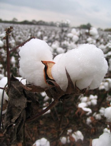 Bt cotton is the only genetically modified crop approved for commercial cultivation in nine states of India
