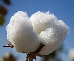 Cotton research reaches huge milestone - International consortium compares gold standard sequence of cotton (Gossypium raimondii) with draft sequences of three other Gossypium species