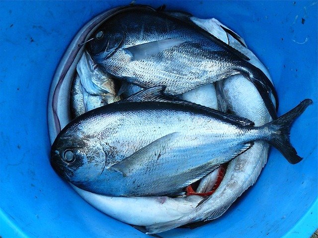 Eating fish daily reduces hearing loss by 20 percent