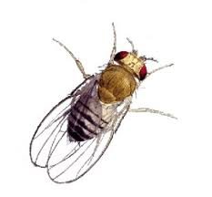 Fruit flies pinpoint cancer causing genetic changes