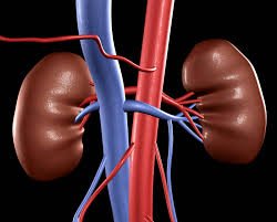 Aurum Ventures, Direct Insurance jointly invest in KidneyCure