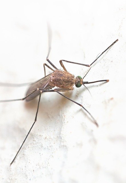 Taiwan Environmental Protection Agency said that 7,50,000 people had been mobilized to clean up mosquito breeding sites in Tawian
