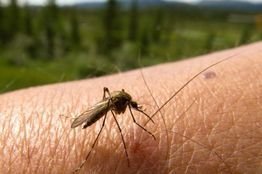 Novartis follows Time Warner, Twitter to join malaria campaign