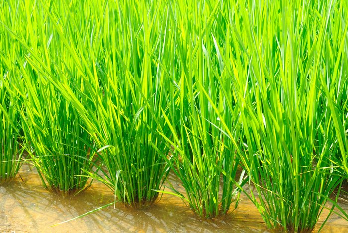 Japan is developing rice strains, using genetic studies, that are flavorful but disease-resistant