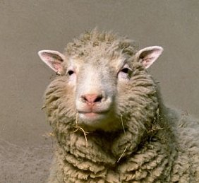 RIKEN has used the technique of somatic cell nuclear transfer, which has been used to create Dolly the sheep, to produce mouse clones  