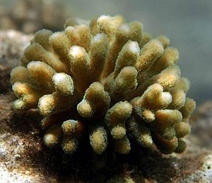 Stylophora pistillata - DNA barcoding reveals the coral 'laboratory-rat' encompasses multiple identities