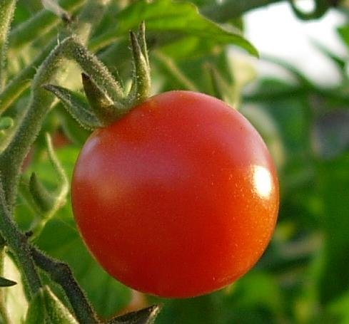 TGC sequences tomato genome