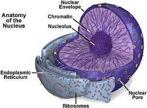 The anatomy of a cell nucleus (Source -National High Magnetic Field Laboratory, US)