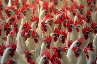 The proposed research would revolve around the latest deadly strain of Avian Infleunza, H7N9 bird flu that sent ripples of fear in China earlier this year
