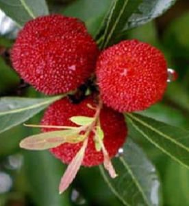 University of Queensland in talks to commercialize Chinese red bayberry fruit
