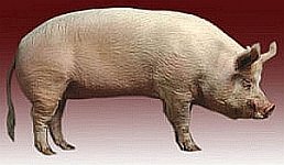 Wuzhishan pig - The new model organism for drug testing